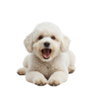 しろいトイプードルのスタンプ（個別スタンプ：3）