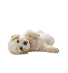 しろいトイプードルのスタンプ（個別スタンプ：4）