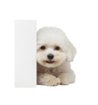 しろいトイプードルのスタンプ（個別スタンプ：6）