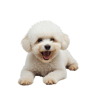 しろいトイプードルのスタンプ（個別スタンプ：7）