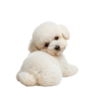 しろいトイプードルのスタンプ（個別スタンプ：8）