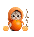 飛び出す スコティッシュ猫 可愛いみかん服（個別スタンプ：20）