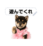 アイドル黒柴赤ちゃん＠メッセージスタンプ（個別スタンプ：1）