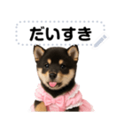 アイドル黒柴赤ちゃん＠メッセージスタンプ（個別スタンプ：2）