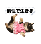 アイドル黒柴赤ちゃん＠メッセージスタンプ（個別スタンプ：3）