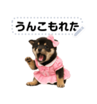 アイドル黒柴赤ちゃん＠メッセージスタンプ（個別スタンプ：4）