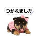 アイドル黒柴赤ちゃん＠メッセージスタンプ（個別スタンプ：5）