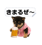 アイドル黒柴赤ちゃん＠メッセージスタンプ（個別スタンプ：6）