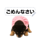 アイドル黒柴赤ちゃん＠メッセージスタンプ（個別スタンプ：7）