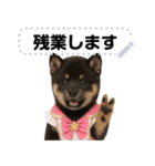 アイドル黒柴赤ちゃん＠メッセージスタンプ（個別スタンプ：9）