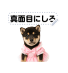 アイドル黒柴赤ちゃん＠メッセージスタンプ（個別スタンプ：10）