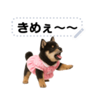 アイドル黒柴赤ちゃん＠メッセージスタンプ（個別スタンプ：11）