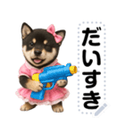 アイドル黒柴赤ちゃん＠メッセージスタンプ（個別スタンプ：12）