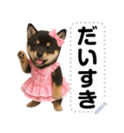 アイドル黒柴赤ちゃん＠メッセージスタンプ（個別スタンプ：14）