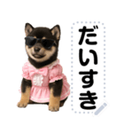 アイドル黒柴赤ちゃん＠メッセージスタンプ（個別スタンプ：15）