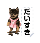 アイドル黒柴赤ちゃん＠メッセージスタンプ（個別スタンプ：16）