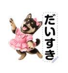 アイドル黒柴赤ちゃん＠メッセージスタンプ（個別スタンプ：19）