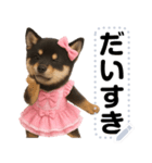 アイドル黒柴赤ちゃん＠メッセージスタンプ（個別スタンプ：22）