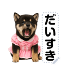 アイドル黒柴赤ちゃん＠メッセージスタンプ（個別スタンプ：23）