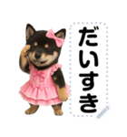 アイドル黒柴赤ちゃん＠メッセージスタンプ（個別スタンプ：24）