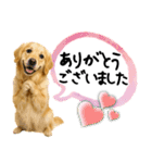 ゴールデンレトリバー★大人な優しい敬語（個別スタンプ：1）