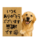ゴールデンレトリバー★大人な優しい敬語（個別スタンプ：2）