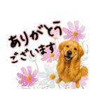 ゴールデンレトリバー★大人な優しい敬語（個別スタンプ：3）