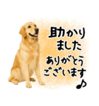 ゴールデンレトリバー★大人な優しい敬語（個別スタンプ：4）