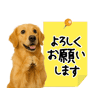 ゴールデンレトリバー★大人な優しい敬語（個別スタンプ：5）