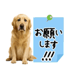 ゴールデンレトリバー★大人な優しい敬語（個別スタンプ：6）