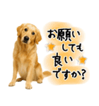 ゴールデンレトリバー★大人な優しい敬語（個別スタンプ：7）