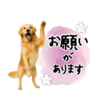 ゴールデンレトリバー★大人な優しい敬語（個別スタンプ：8）