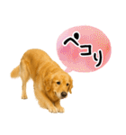 ゴールデンレトリバー★大人な優しい敬語（個別スタンプ：9）