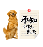 ゴールデンレトリバー★大人な優しい敬語（個別スタンプ：10）