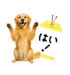 ゴールデンレトリバー★大人な優しい敬語（個別スタンプ：12）