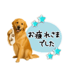 ゴールデンレトリバー★大人な優しい敬語（個別スタンプ：14）