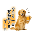 ゴールデンレトリバー★大人な優しい敬語（個別スタンプ：15）