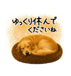 ゴールデンレトリバー★大人な優しい敬語（個別スタンプ：16）