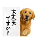 ゴールデンレトリバー★大人な優しい敬語（個別スタンプ：17）
