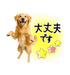 ゴールデンレトリバー★大人な優しい敬語（個別スタンプ：18）
