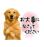 ゴールデンレトリバー★大人な優しい敬語（個別スタンプ：20）