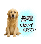ゴールデンレトリバー★大人な優しい敬語（個別スタンプ：21）