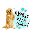ゴールデンレトリバー★大人な優しい敬語（個別スタンプ：22）