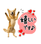 ゴールデンレトリバー★大人な優しい敬語（個別スタンプ：24）