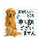 ゴールデンレトリバー★大人な優しい敬語（個別スタンプ：25）