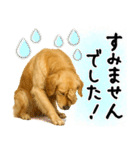ゴールデンレトリバー★大人な優しい敬語（個別スタンプ：27）