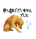 ゴールデンレトリバー★大人な優しい敬語（個別スタンプ：28）