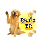 ゴールデンレトリバー★大人な優しい敬語（個別スタンプ：30）