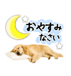 ゴールデンレトリバー★大人な優しい敬語（個別スタンプ：32）