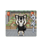 チワワの気遣いスタンプ（個別スタンプ：16）